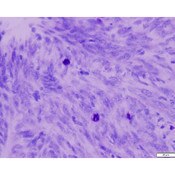 Tissue Control Slide